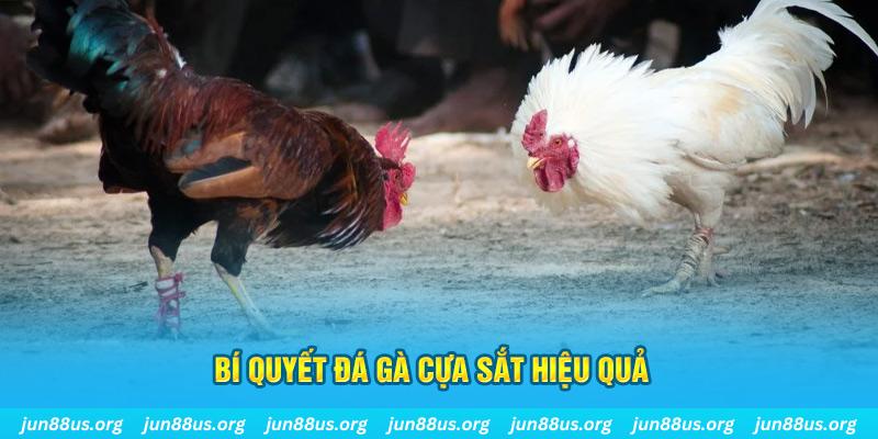 kenh14 đá gà cựa dao