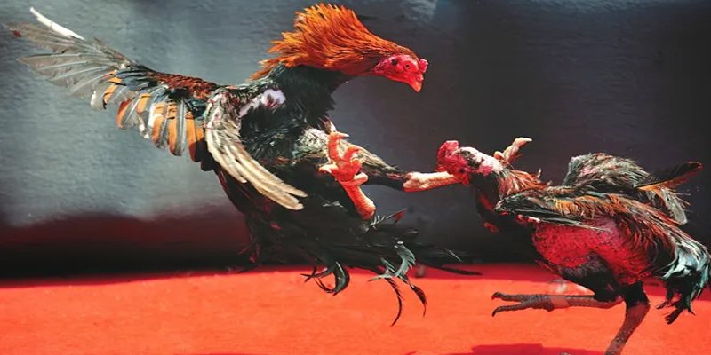 kenh14 BG Bắn cá