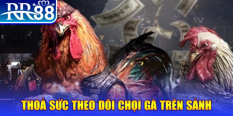 kenh14 đá gà 88.com